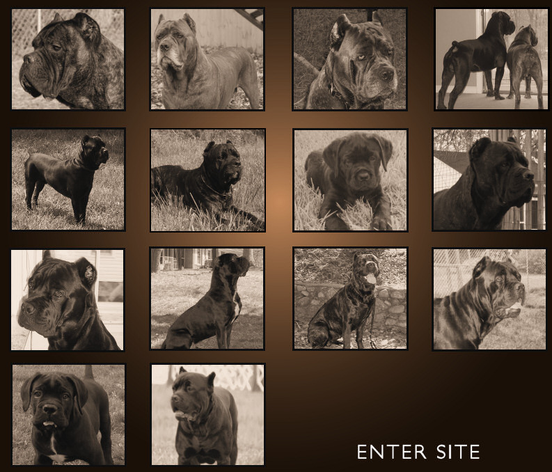 Cane Corso Puppies, Available Cane Corsos | Bellissima Cane Corsos - Cane Corso Breeder Tennessee